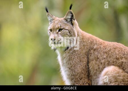 Lynx d’Eurasie Banque D'Images