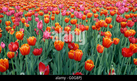 Domaine de l'orange vif-tulipes rouges Banque D'Images