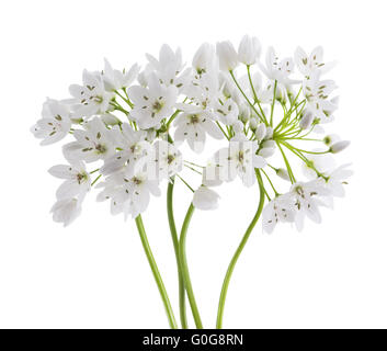 Fleurs d'ail sauvage isolé sur fond blanc Banque D'Images