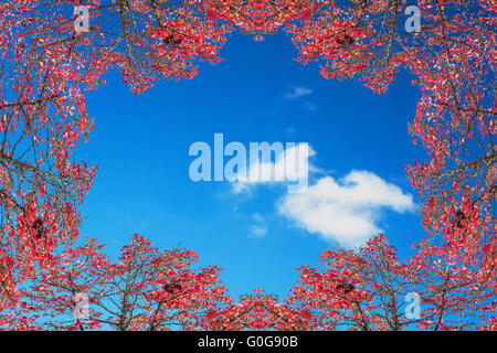 Cadre d'automne contre le ciel bleu. Banque D'Images