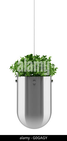 Plante en pot suspendu isolé sur fond blanc Banque D'Images