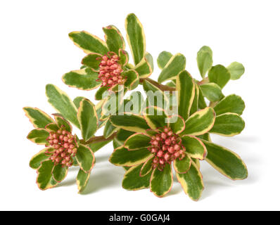 Sedum spurium fleurs tricolores isolated on white Banque D'Images