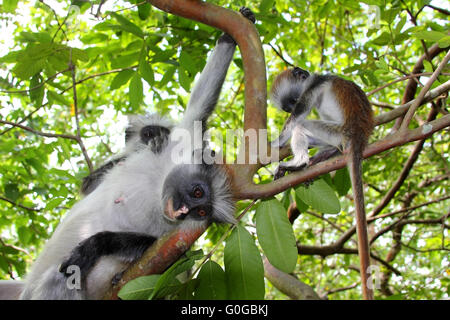 Famille de singes colobus Banque D'Images