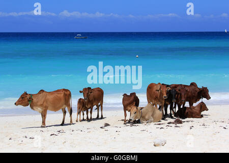Un troupeau de vaches sur la plage Banque D'Images