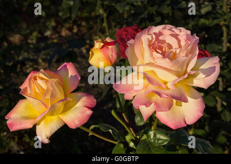 Deux roses roses et jaunes sur un buisson, Close up Banque D'Images