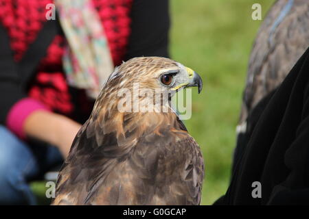 Un buzzard formés Banque D'Images