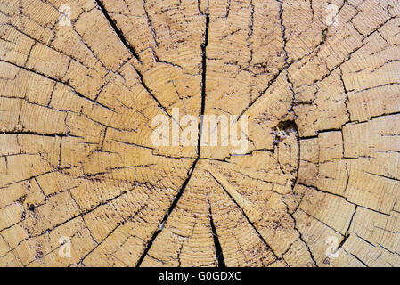 Couper un grand arbre texture bagues abstract background Banque D'Images