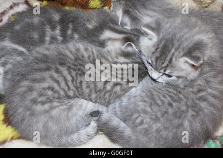 Peu agréable et amusant de chatons Scottish Fold Banque D'Images