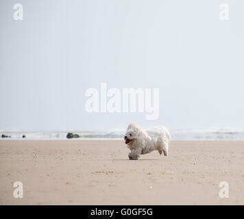 Un Coton de Tuléar fonctionnant sur la plage Banque D'Images