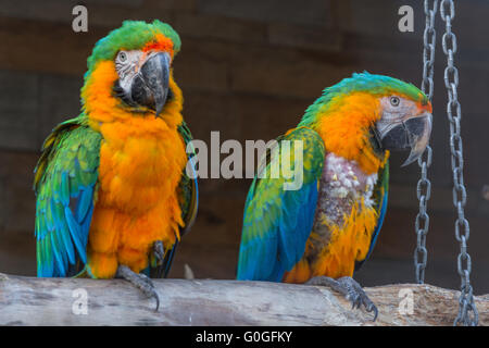 Deux magnifiques perroquets aras colorés Banque D'Images