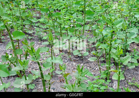 Nouveau lit de jardin Banque D'Images