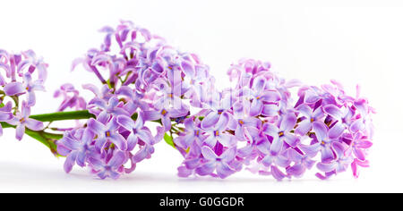 Lilas en fleurs fleurs de printemps. Isolé sur blanc, bannière. Banque D'Images