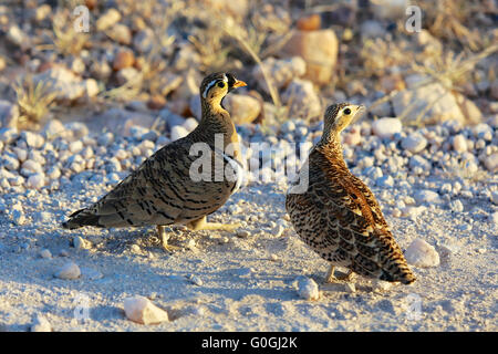 Couple de chestnut-bellied samburu à Ganga Banque D'Images