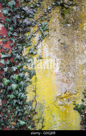 Le lierre (Hedera helix) croissant sur un mur patiné jaune Banque D'Images