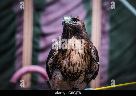 Exposition d'oiseaux de proie dans une foire médiévale, détail de la magnifique aigle impériale en Espagne Banque D'Images