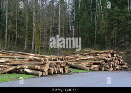 La récolte de bois mort de frênes. Banque D'Images