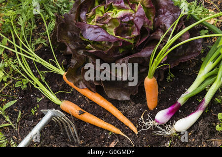 La récolte des légumes dans un jardin Banque D'Images