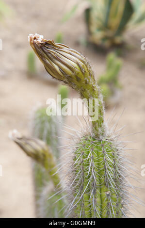 Mammillaria cactus bourgeon libre. Banque D'Images