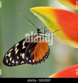 Tiger-Longwing sur une griffe de homard Banque D'Images