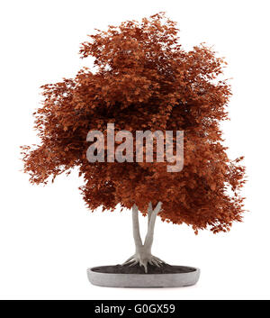 Bonsai plante en pot rouge isolé sur fond blanc Banque D'Images