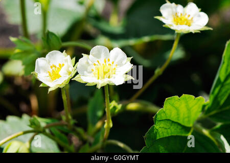 Fleurs blanches fleurs de fraises sur l'arrière-plan flou Banque D'Images