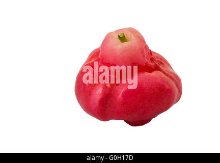 Petit 'Rose Apple' ou 'fruit yzygium Jambos Alston' isolé sur fond blanc Banque D'Images