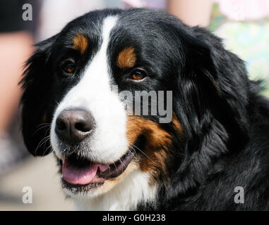 Berner Sennenhund portrait extérieur chien sur l'arrière-plan flou Banque D'Images