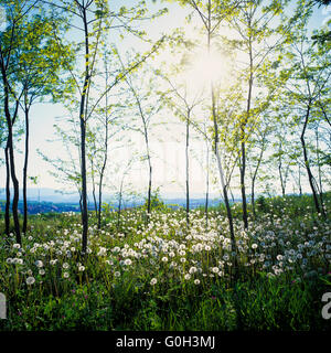 Prairie avec horloges pissenlit et soleil, printemps, Alsace, France Banque D'Images