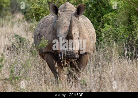 Portrait d'un immense rhinocéros blanc à parc national Kruger en Afrique du Sud.jpg Banque D'Images