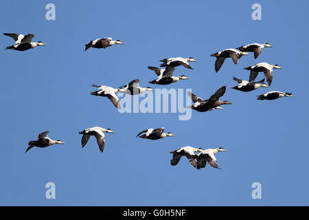 Homme & Femme Eiders à duvet (Somateria mollissima) en vol au dessus de la côte britannique Banque D'Images