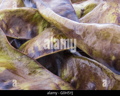 Fruits de la Honey locust - Gleditsia triacanthos Banque D'Images