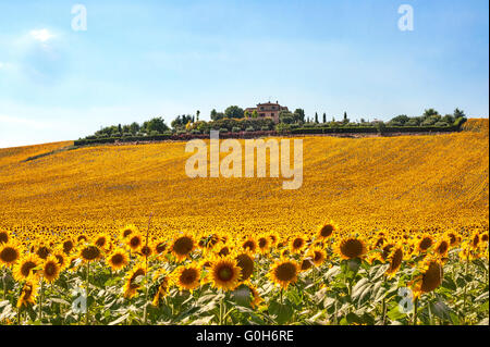 Ce paysage dans les Marches (Italie) à l'été : champ de tournesols Banque D'Images