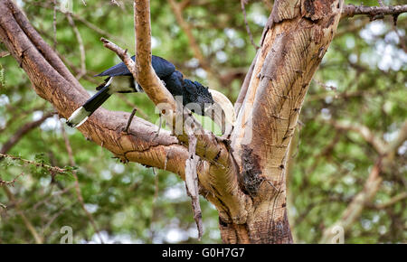 Calao à joues argent (Bycanistes brevis), Lake Manyara National Park, Tanzania, Africa Banque D'Images