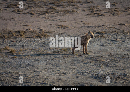Hyène bébé seul sur le plans de l'Etosha National Park, Namibie. Avec une jambe cassée Banque D'Images