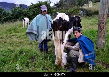 La traite à l'élaboration de fromage traditionnel dans Sapalache Huaringas Las ' ' - HUANCABAMBA.. .Département de Piura au Pérou Banque D'Images