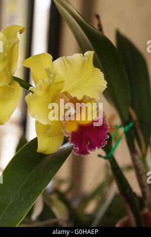 Fleurs orchidée Cattleya Banque D'Images