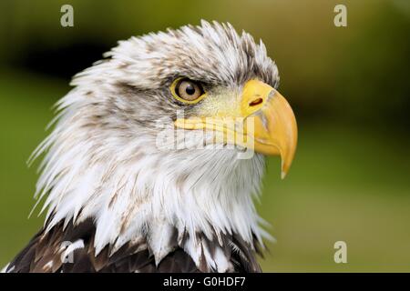 Aigle à tête blanche Banque D'Images