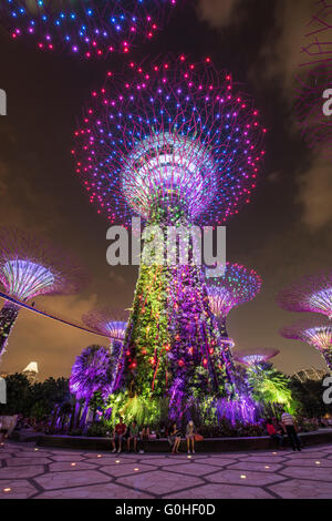 L'Supertree Grove durant la soirée Garden Rhapsody Spectacle son et lumière dans les jardins de la baie, à Singapour Banque D'Images