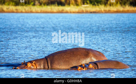 Hippopotames dans la rivière St.Lucia Afrique du Sud Banque D'Images