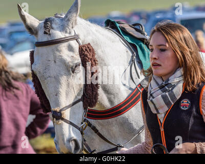 Jeune femme à la tête d'un gestionnaire de travail gris portant un chasseur de mouton avec bride quiscale bronzé cheekpiece couvre Banque D'Images