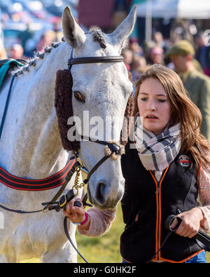 Jeune femme à la tête d'un gestionnaire de travail gris portant un chasseur de mouton avec bride quiscale bronzé cheekpiece couvre Banque D'Images