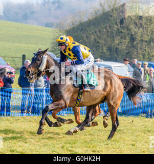 Jockey dans les silks jaune et bleu de course à cheval sur un chasseur de châtaignes au galop complet dans une course point-à-point Banque D'Images