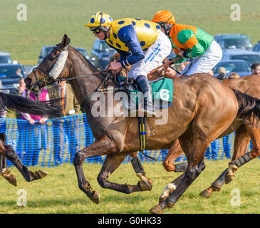 Jockey dans les silks jaune et bleu de course à cheval sur un chasseur de châtaignes au galop complet dans une course point-à-point Banque D'Images