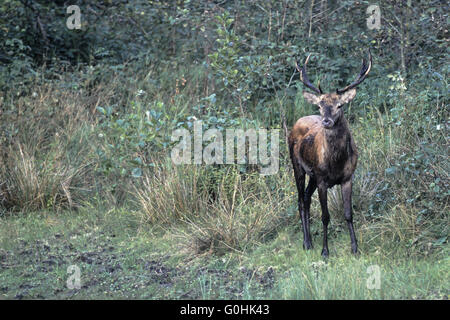 Red Deer stag après wallow Banque D'Images