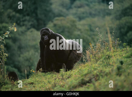 Gorille de montagne Banque D'Images