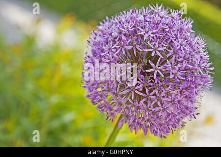 Rampe en fleurs fleur Banque D'Images