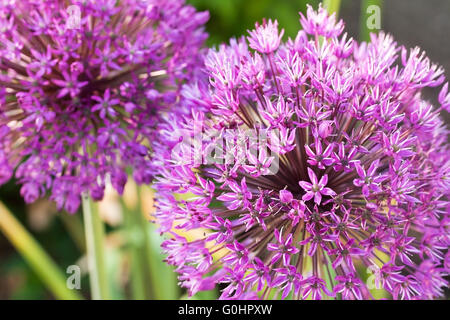 Rampe en fleurs, ouvrez Aperture Banque D'Images