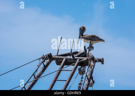 Un pélican brun (Pelecanus occidentalis) assis sur un bateau. Île haute, Texas Gulf Coast supérieure, USA. Banque D'Images