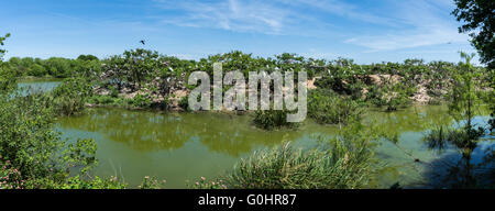 Vue panoramique de la Rookery, de reproduction pour de nombreux oiseaux à l'île haute, Texas, USA. Banque D'Images