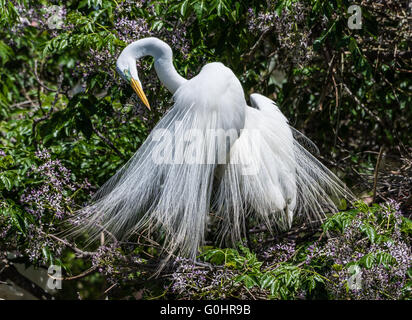 Une paire de Grandes Aigrettes (Ardea alba) en plumage nuptial complet à la rookerie. Île haute, Texas, USA. Banque D'Images